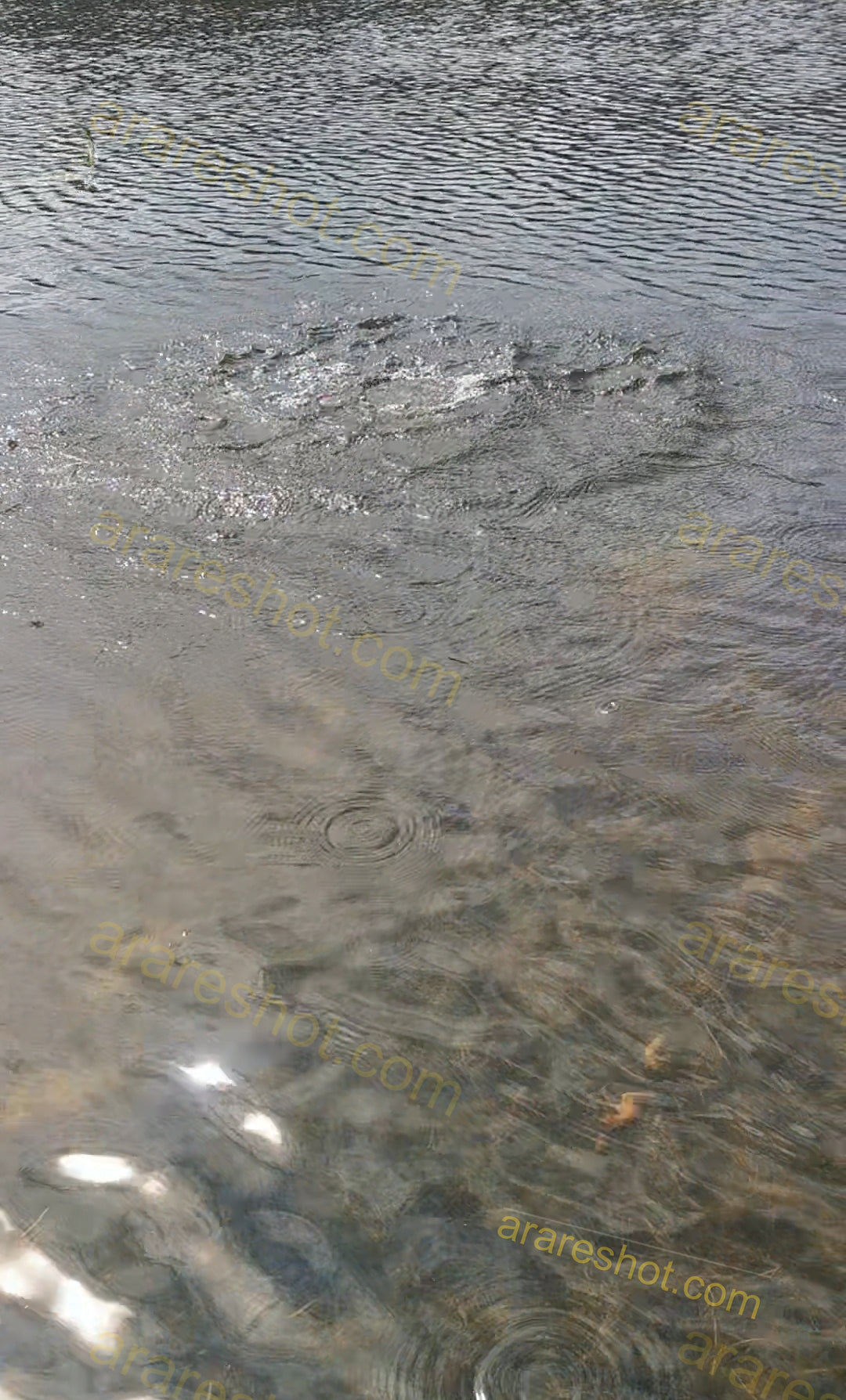 Water Surface with Ripples and Splash