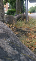 Rocks and Weeds Near Trees by the Street