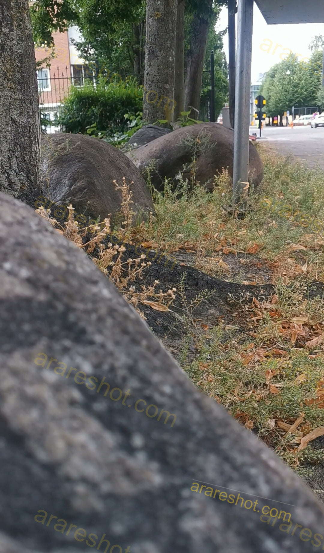 Rocks and Weeds Near Trees by the Street