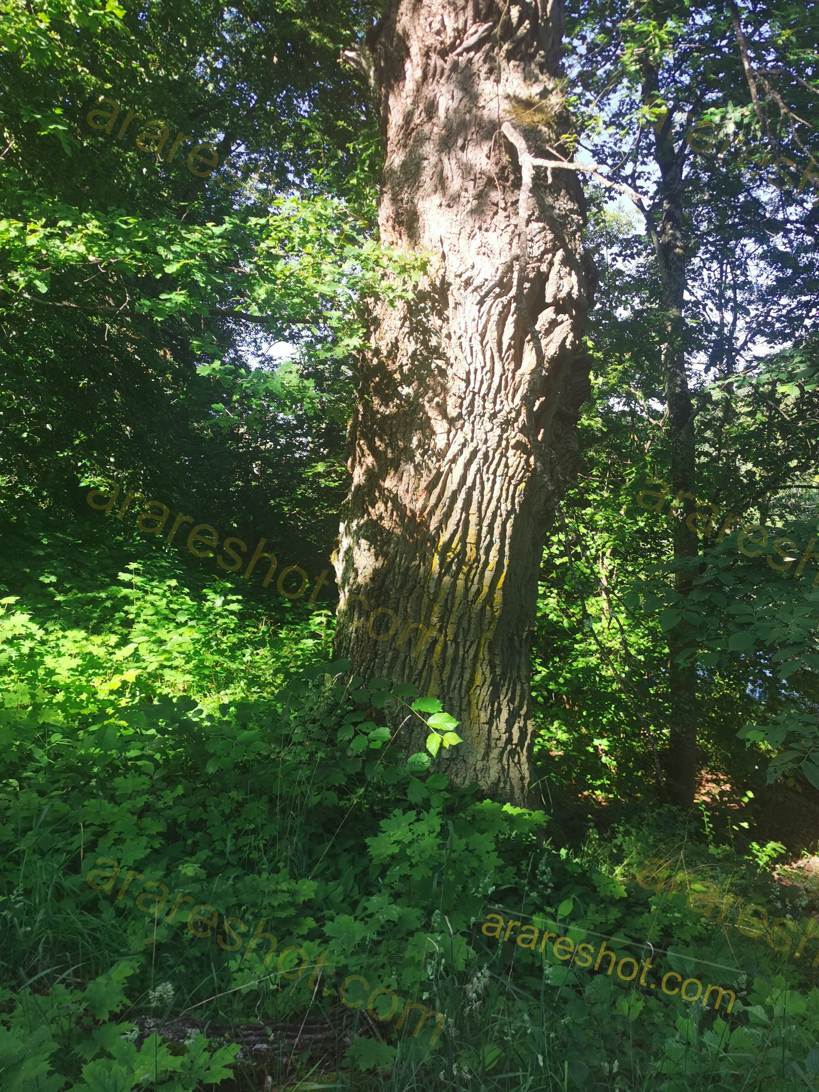 Majestic Oak Tree Amidst Lush Greenery in Sunlit Forest