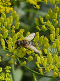 Bee on Yellow Flower Cluster