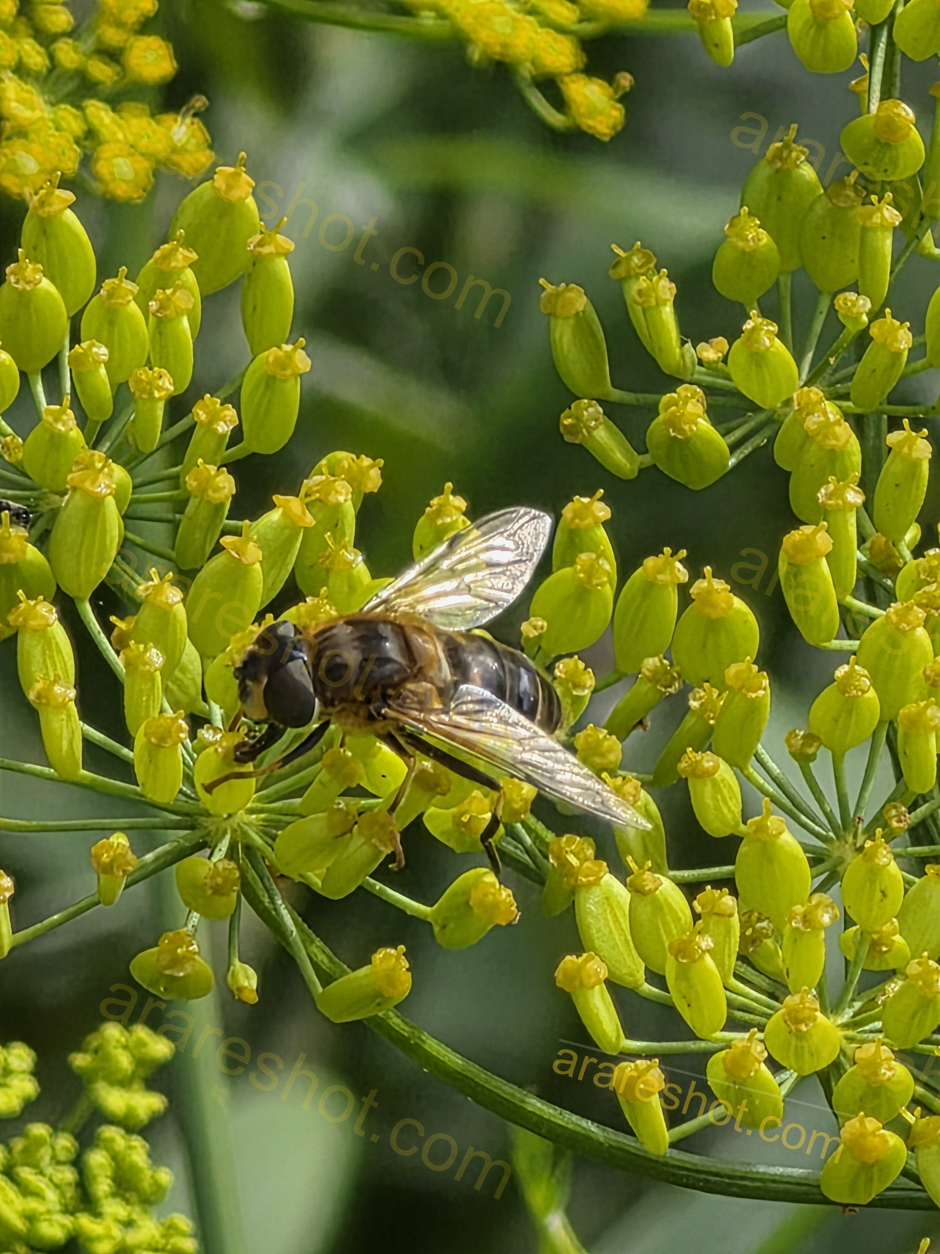 Bee on Yellow Flower Cluster
