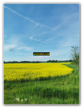 Yellow Field Under Bright Blue Sky