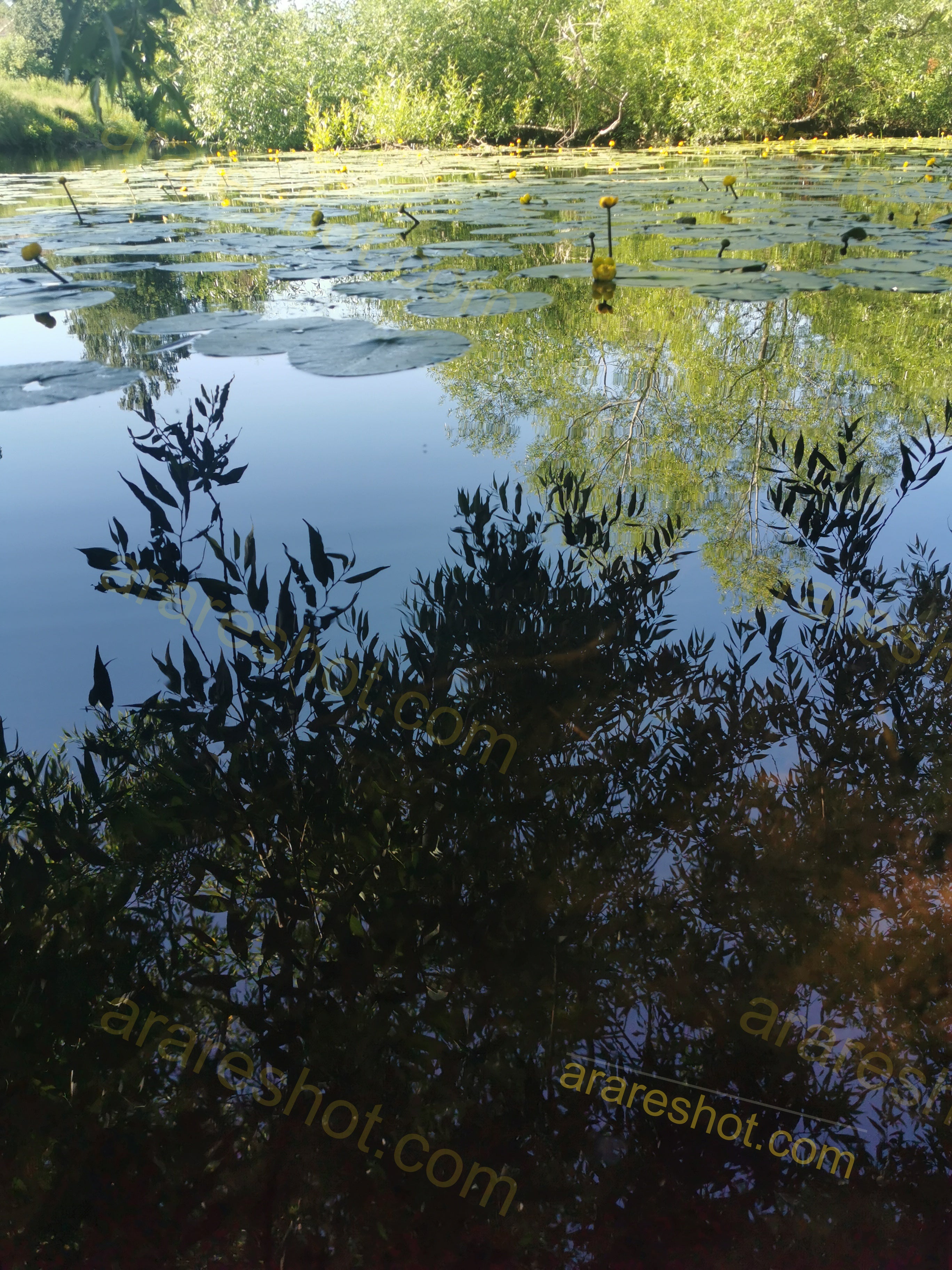 Pond with Lily Pads and Reflected Trees
