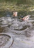 Two Ducks Swimming in Water with Ripples and Grass Reeds
