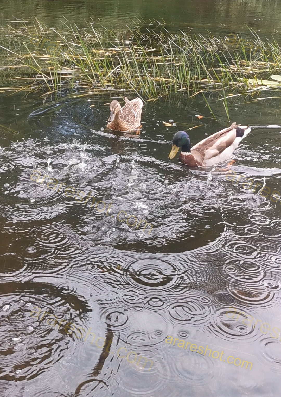 Two Ducks Swimming in Water with Ripples and Grass Reeds