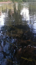 Reflection of Trees on Water Surface