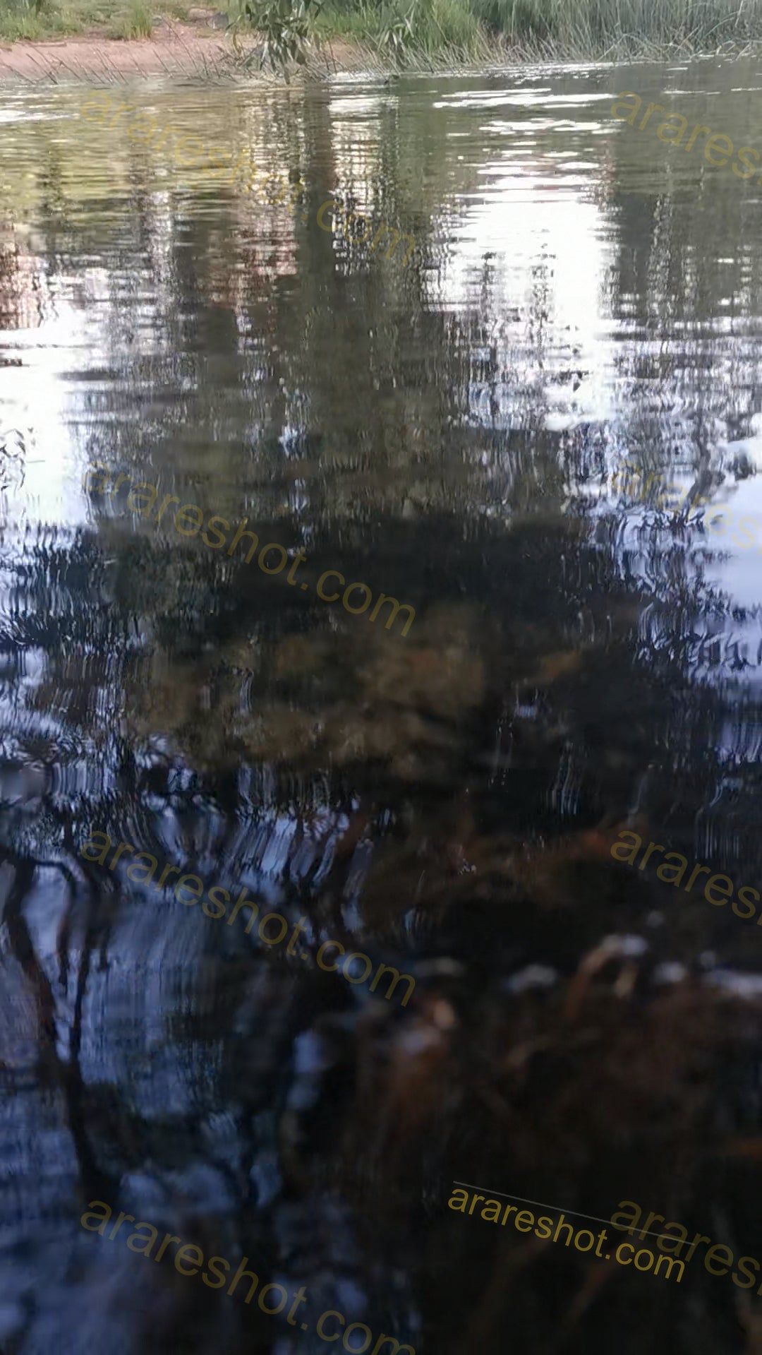 Reflection of Trees on Water Surface