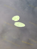 Two Green Lily Pads on Water
