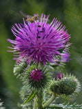 Purple Thistle Flower with Hoverfly