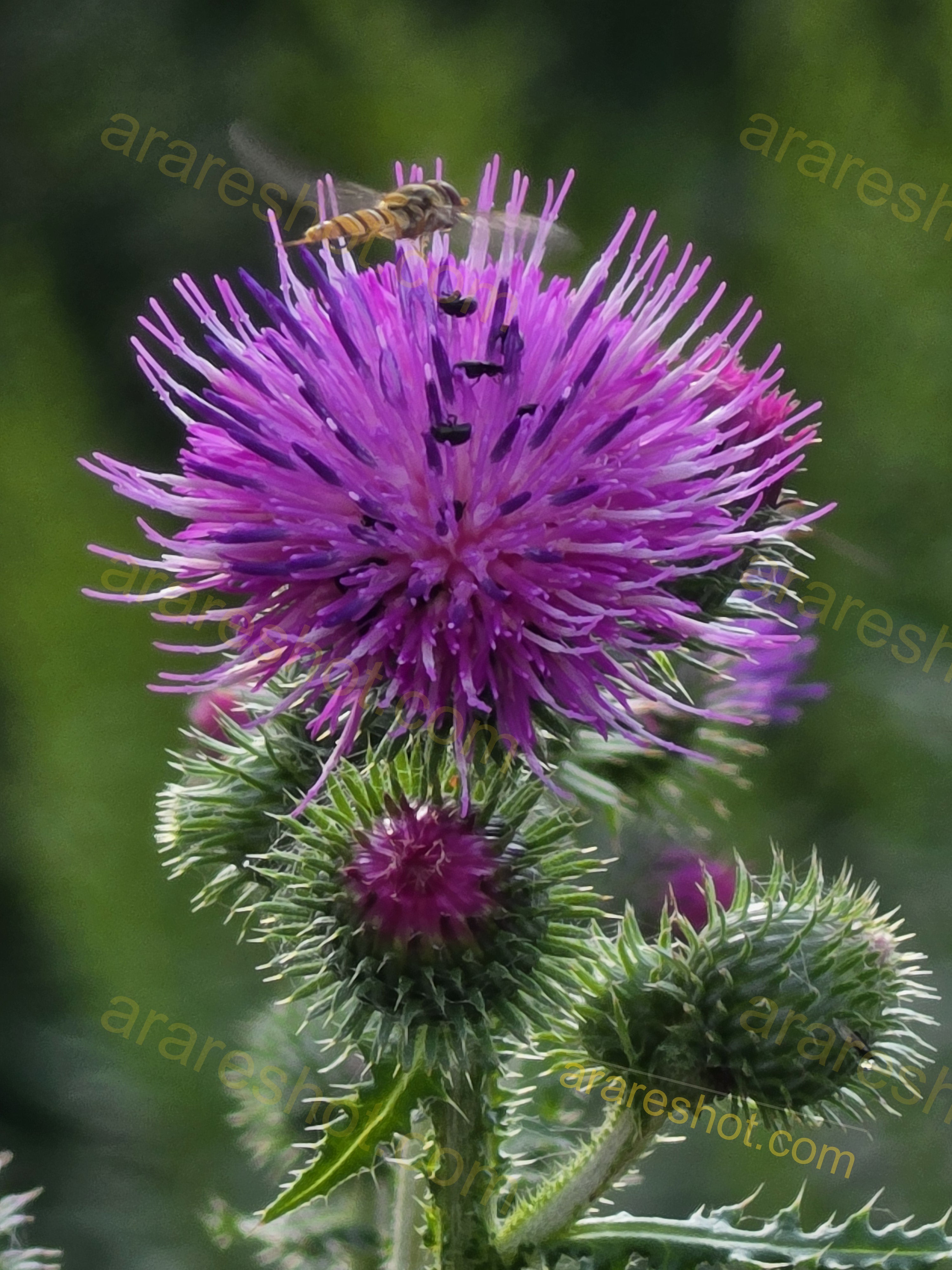 Purple Thistle Flower with Hoverfly