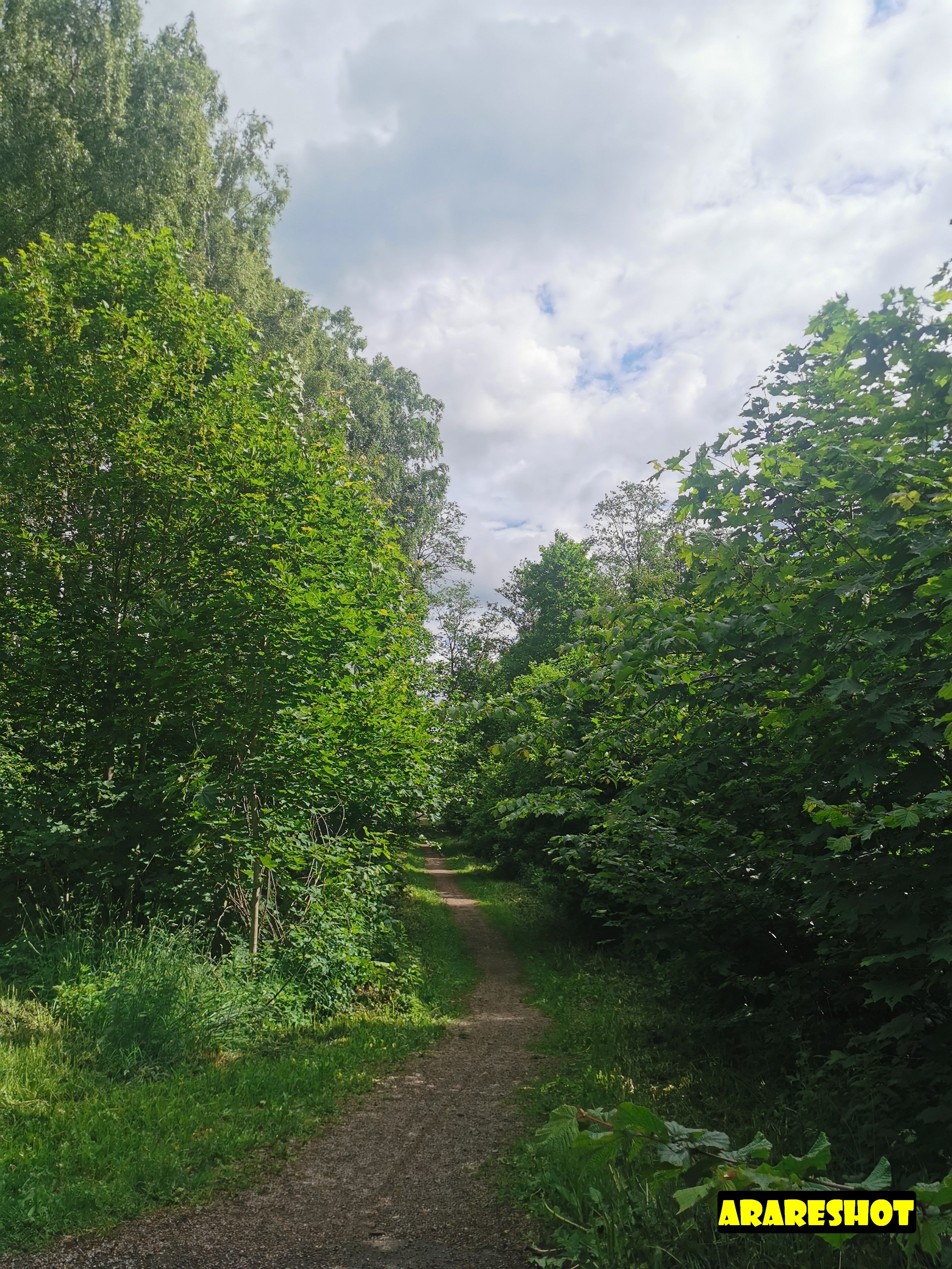 Serene Nature Trail Through Lush Greenery