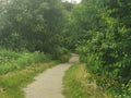 Narrow Dirt Path Surrounded by Greenery