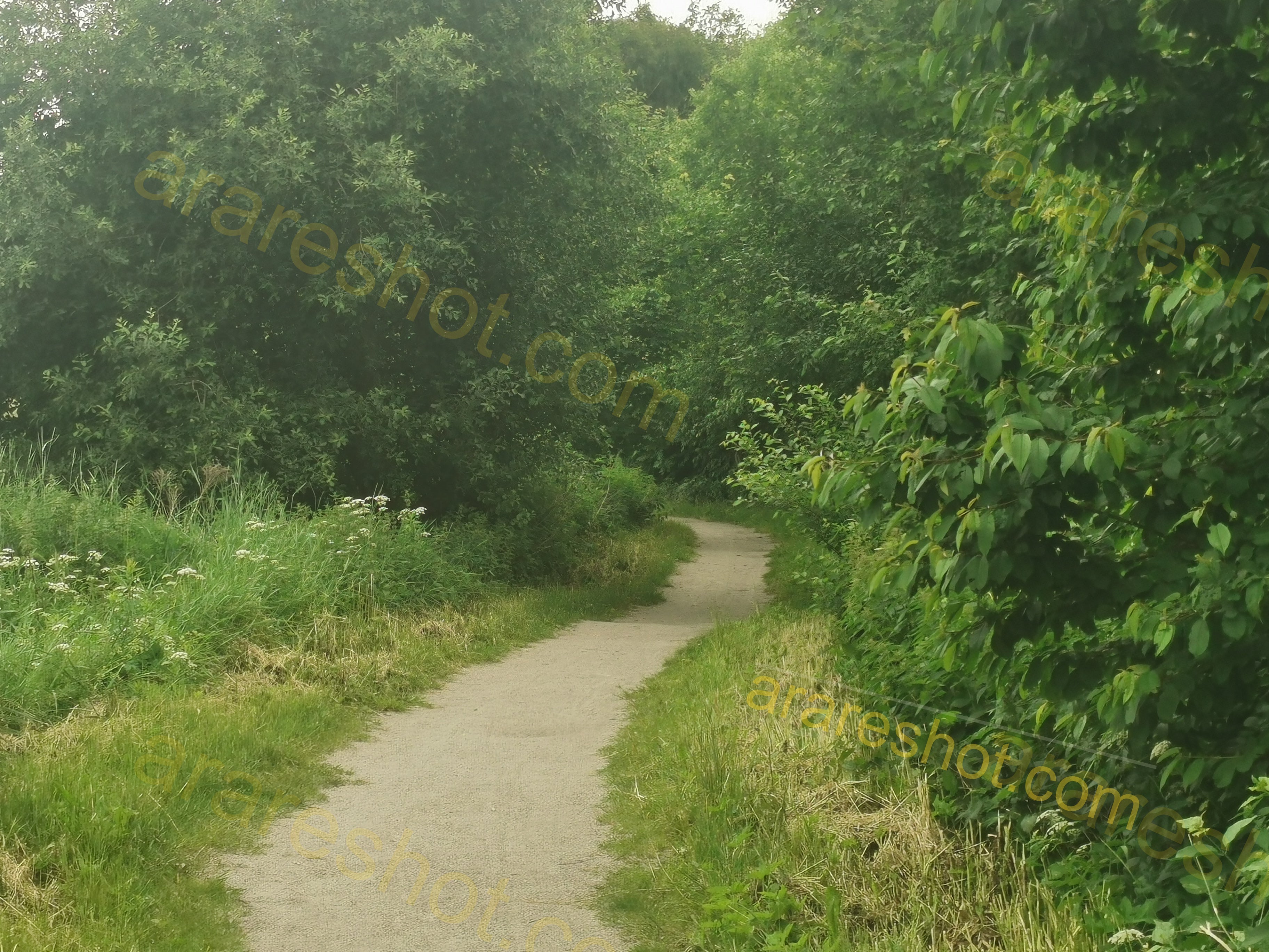 Narrow Dirt Path Surrounded by Greenery