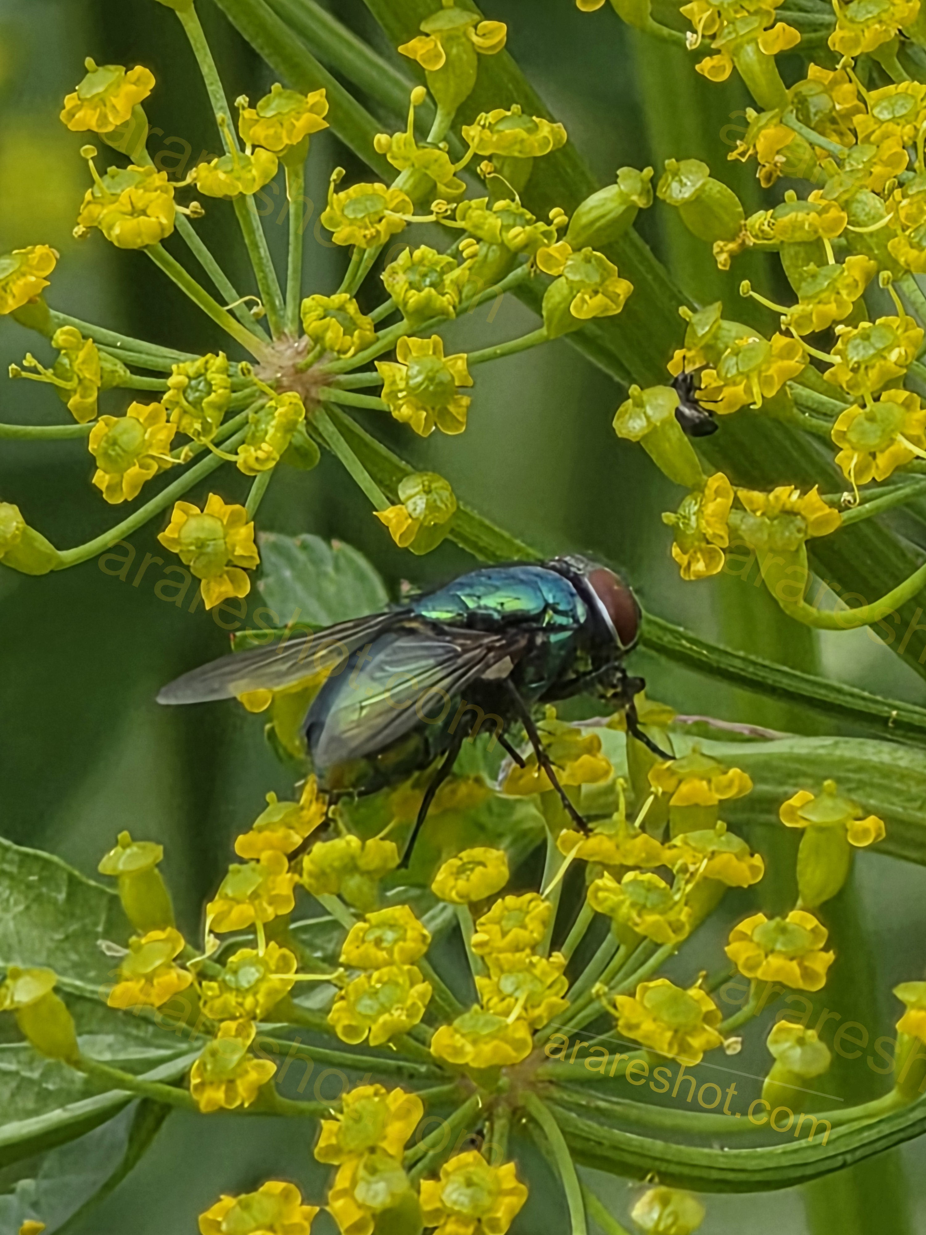 Green Bottle Fly on Yellow Flower