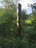 Sunlit Dead Tree Trunk Amid Lush Green Foliage in Forest
