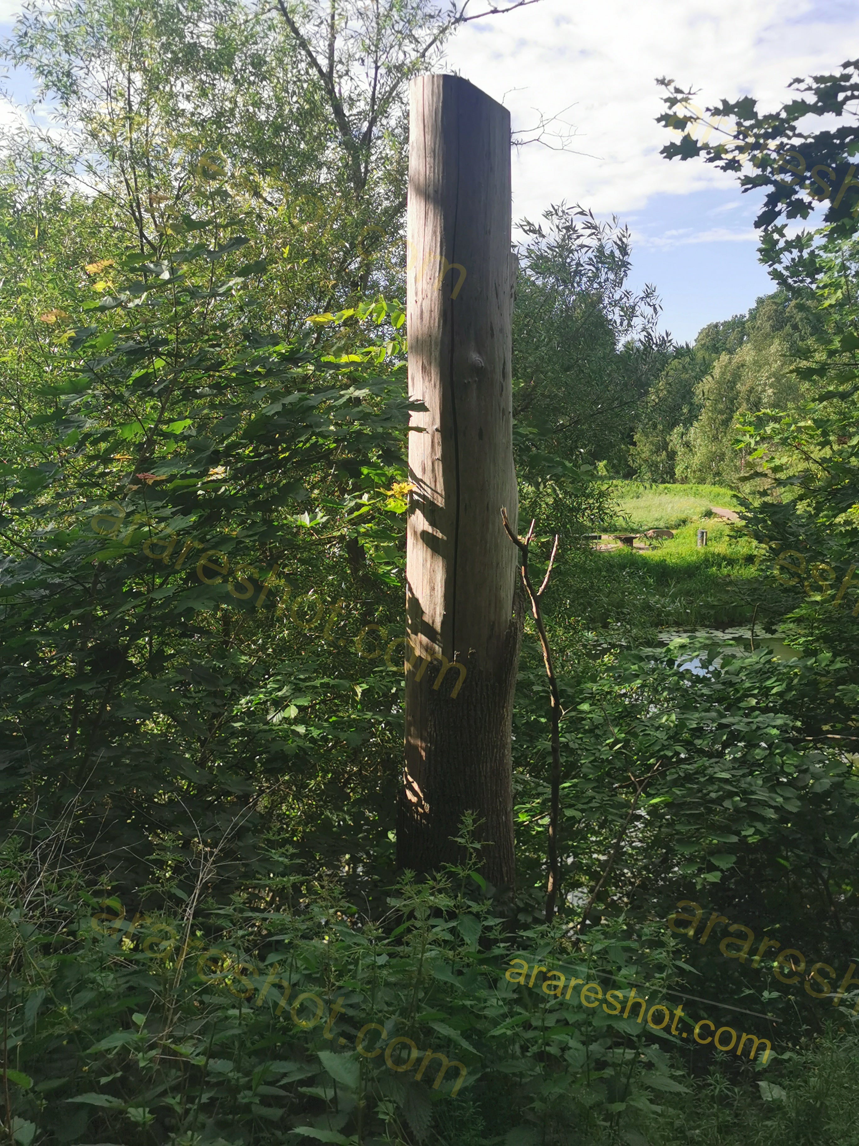 Sunlit Dead Tree Trunk Amid Lush Green Foliage in Forest
