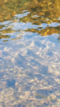 Clear Water with Fish and Rocks
