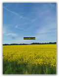 Yellow Flower Field Under Clear Blue Sky