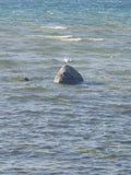 Seagull Standing on Rock in Water