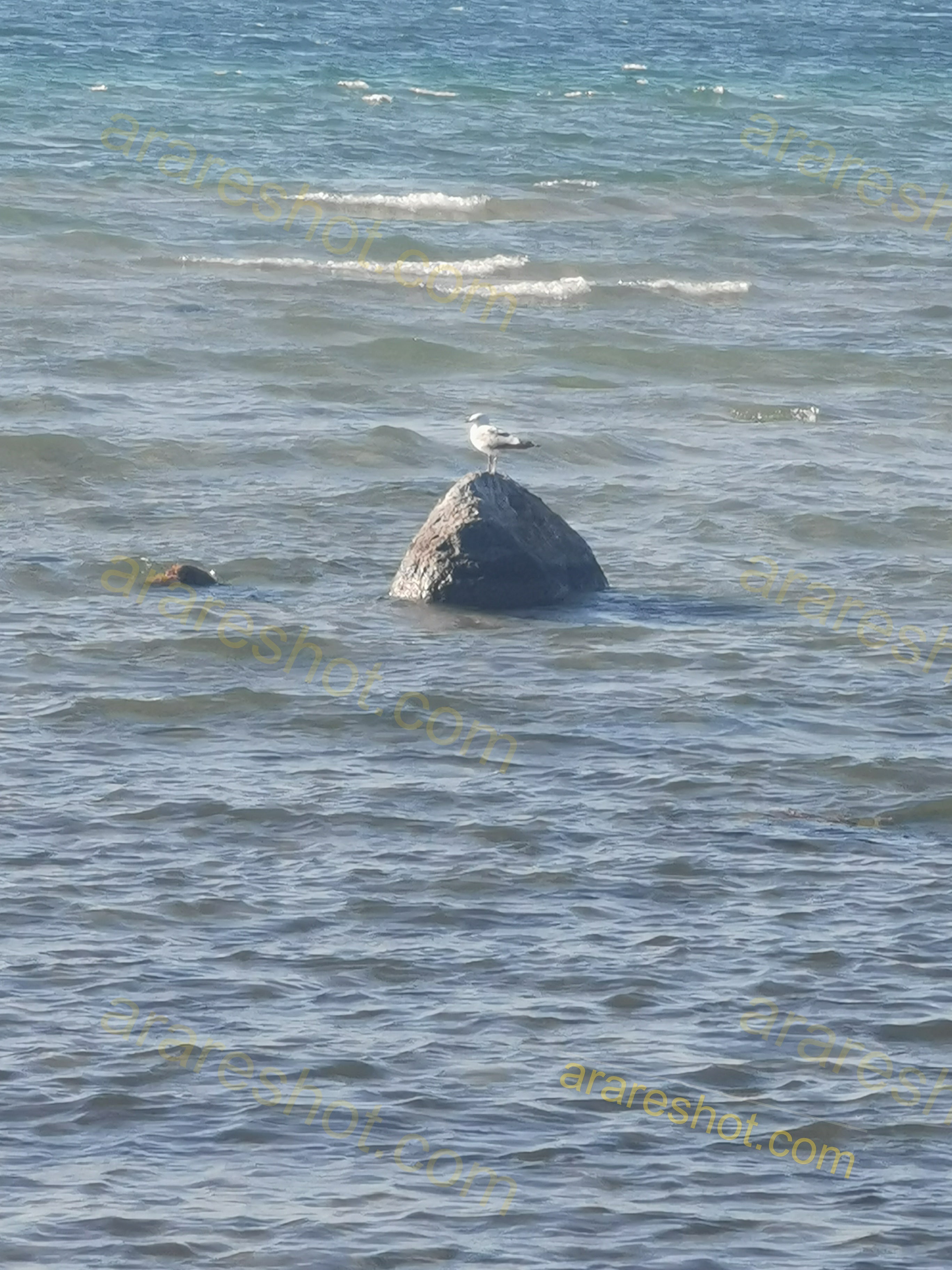 Seagull Standing on Rock in Water