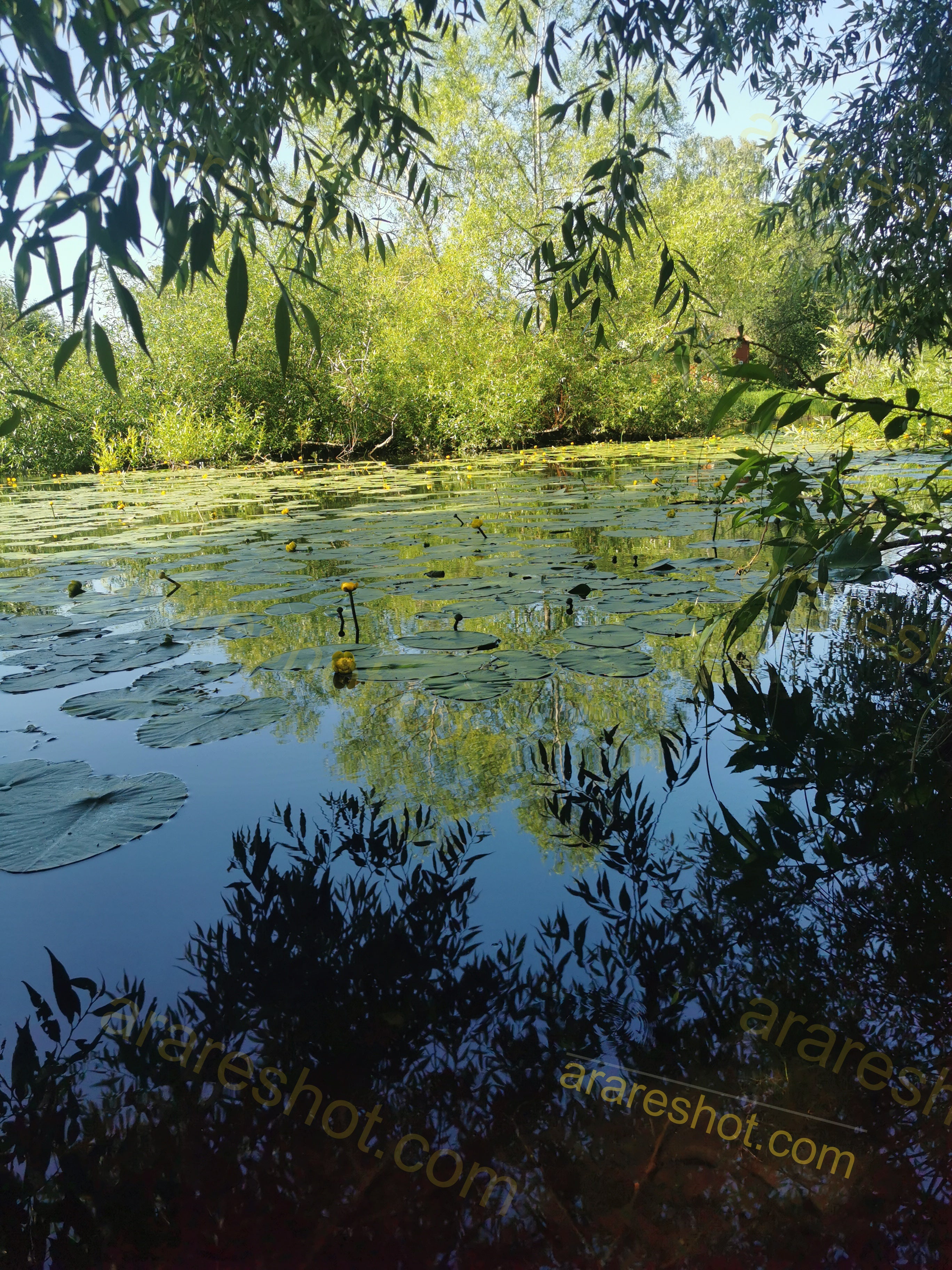 Pond with Water Lilies and Tree Reflections