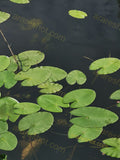 Green Lily Pads on Water Surface