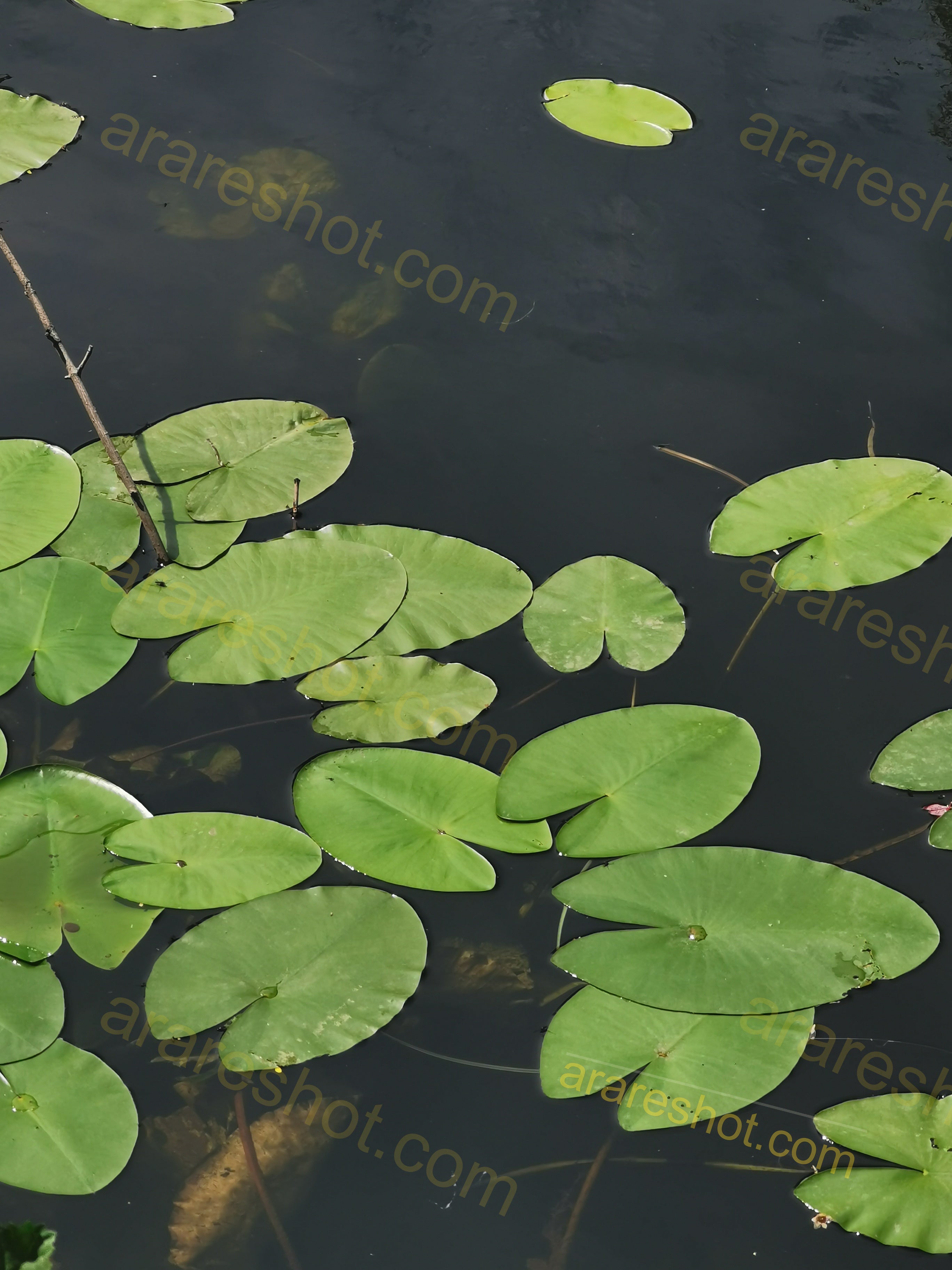 Green Lily Pads on Water Surface