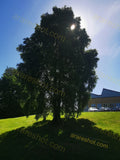 Large Tree on Grass Near Building