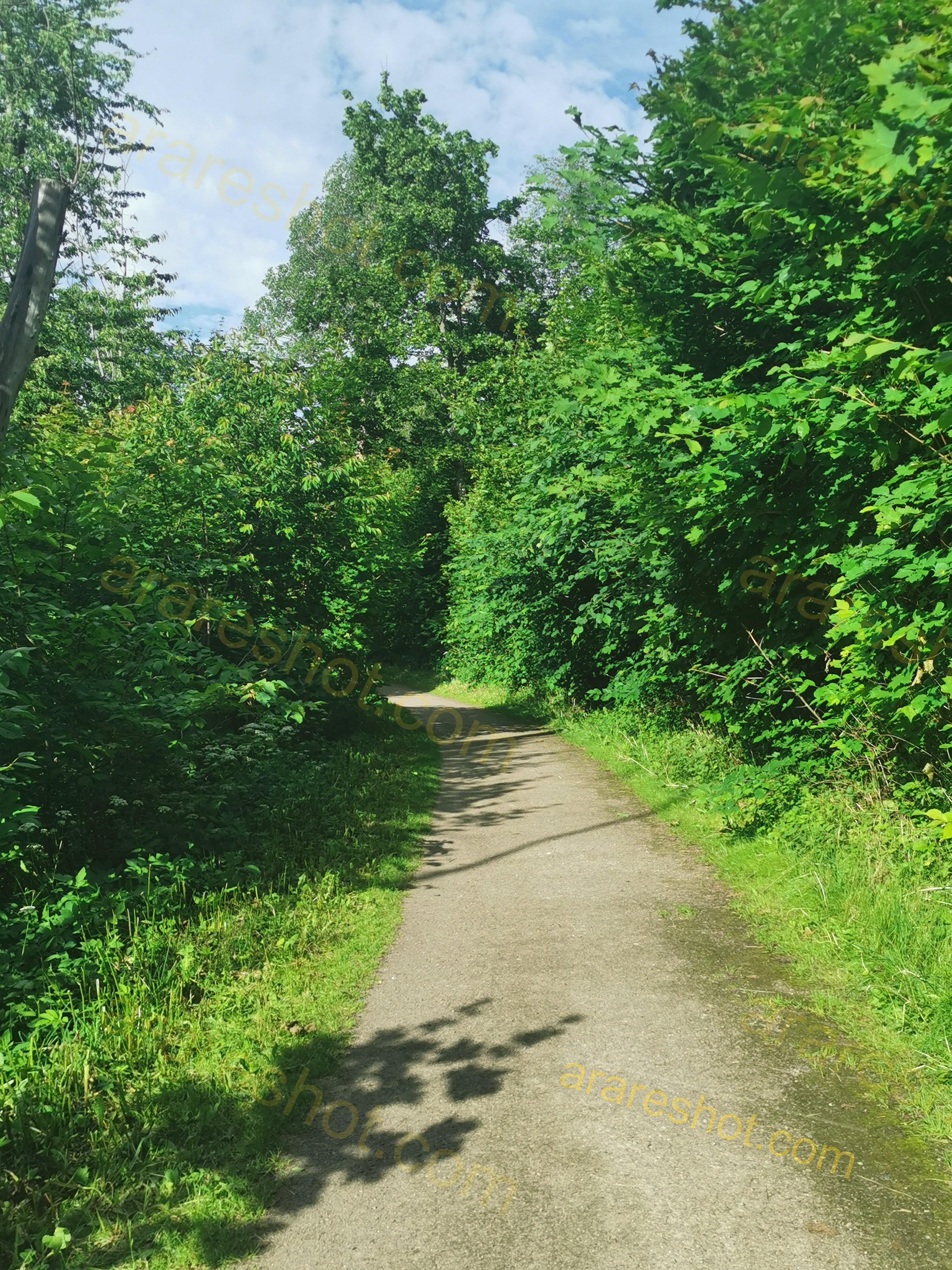 Serene Forest Trail Surrounded by Lush Greenery Under Blue Sky