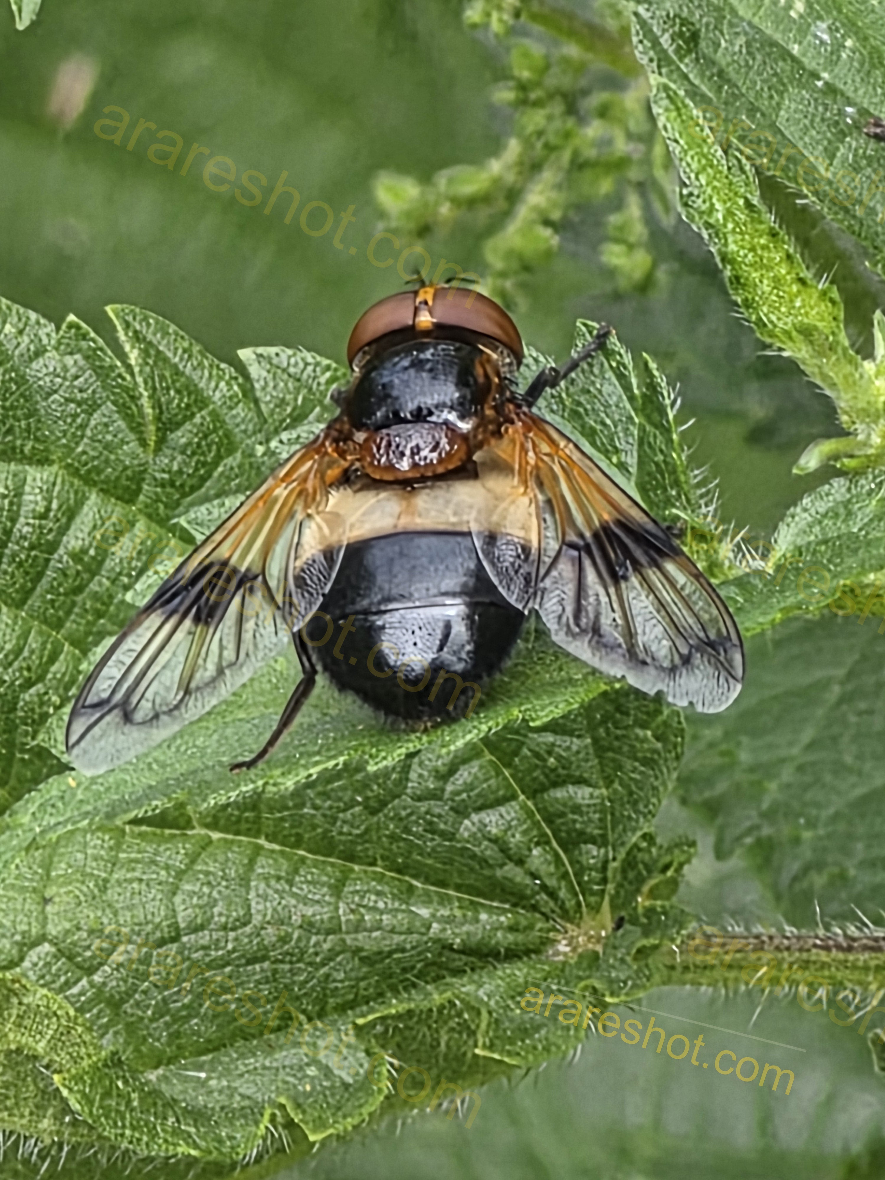 Fly on Green Leaf