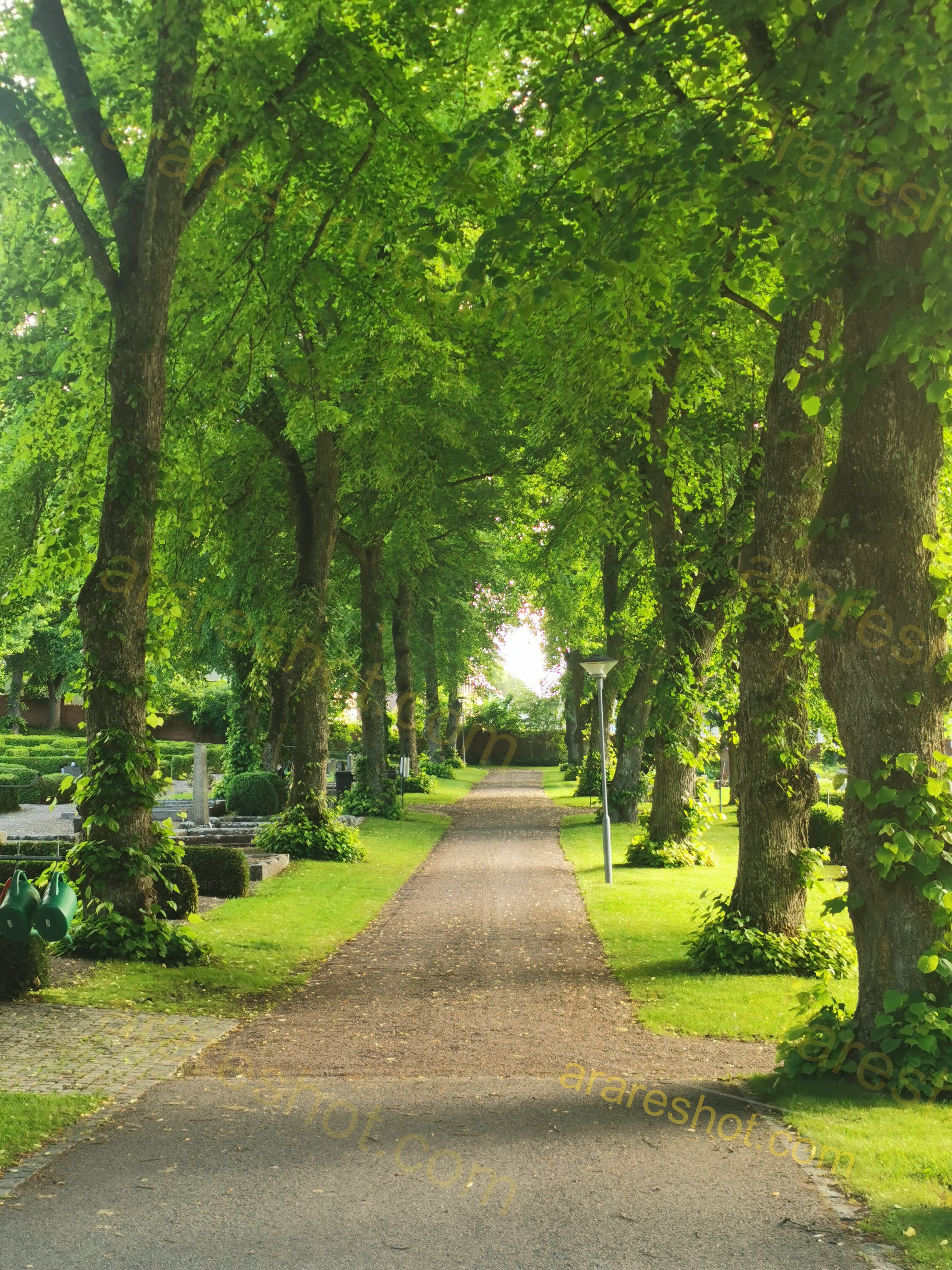 Serene Tree-Lined Pathway in Lush Green Park
