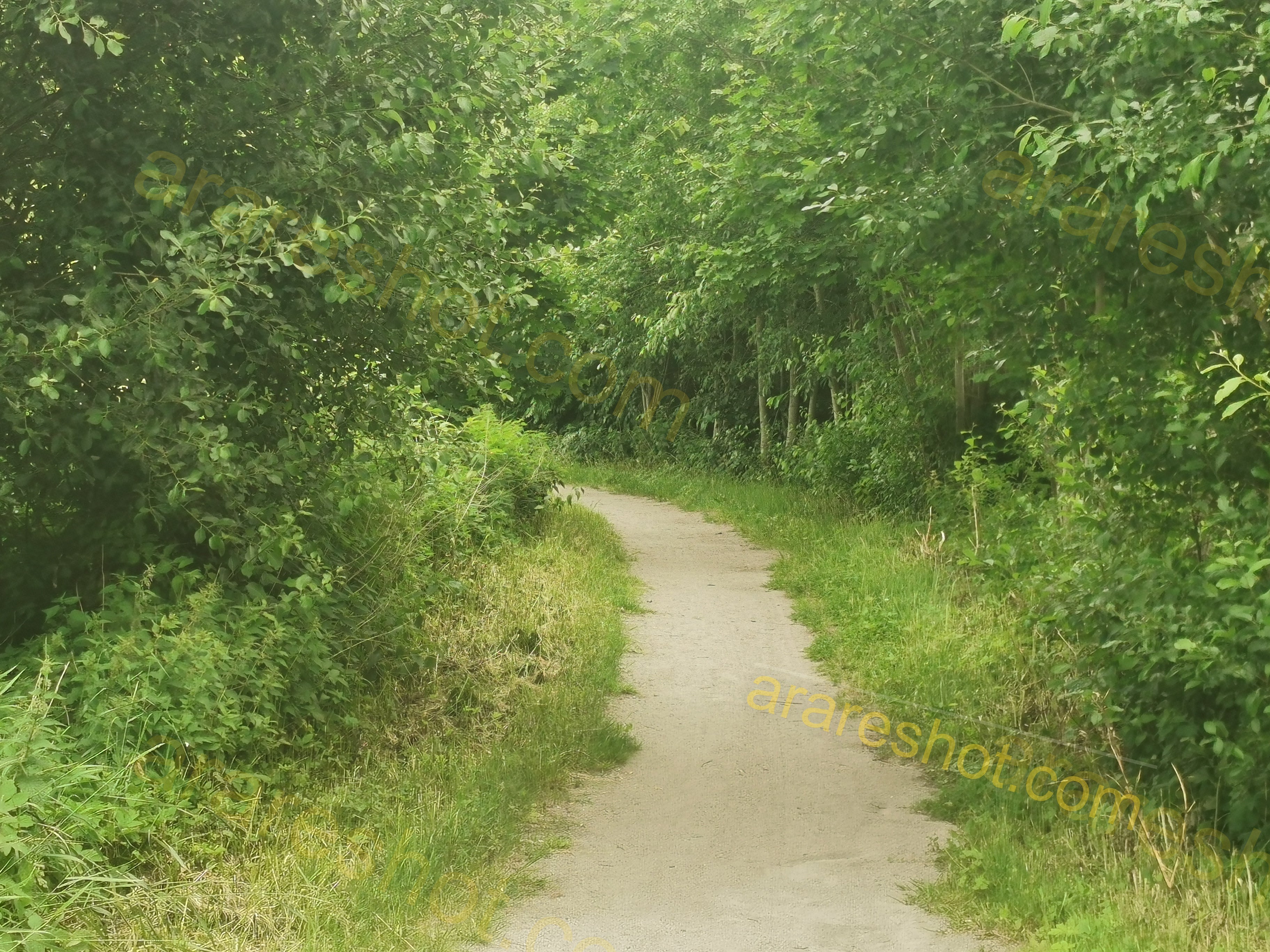 Dirt Pathway Through Green Trees