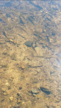Small Fish Swimming in Clear Shallow Water