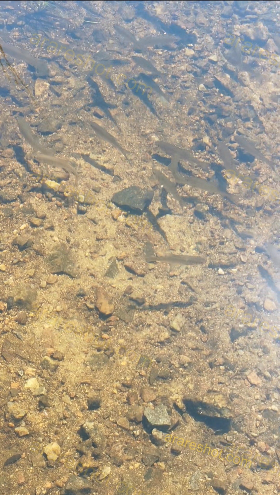 Small Fish Swimming in Clear Shallow Water