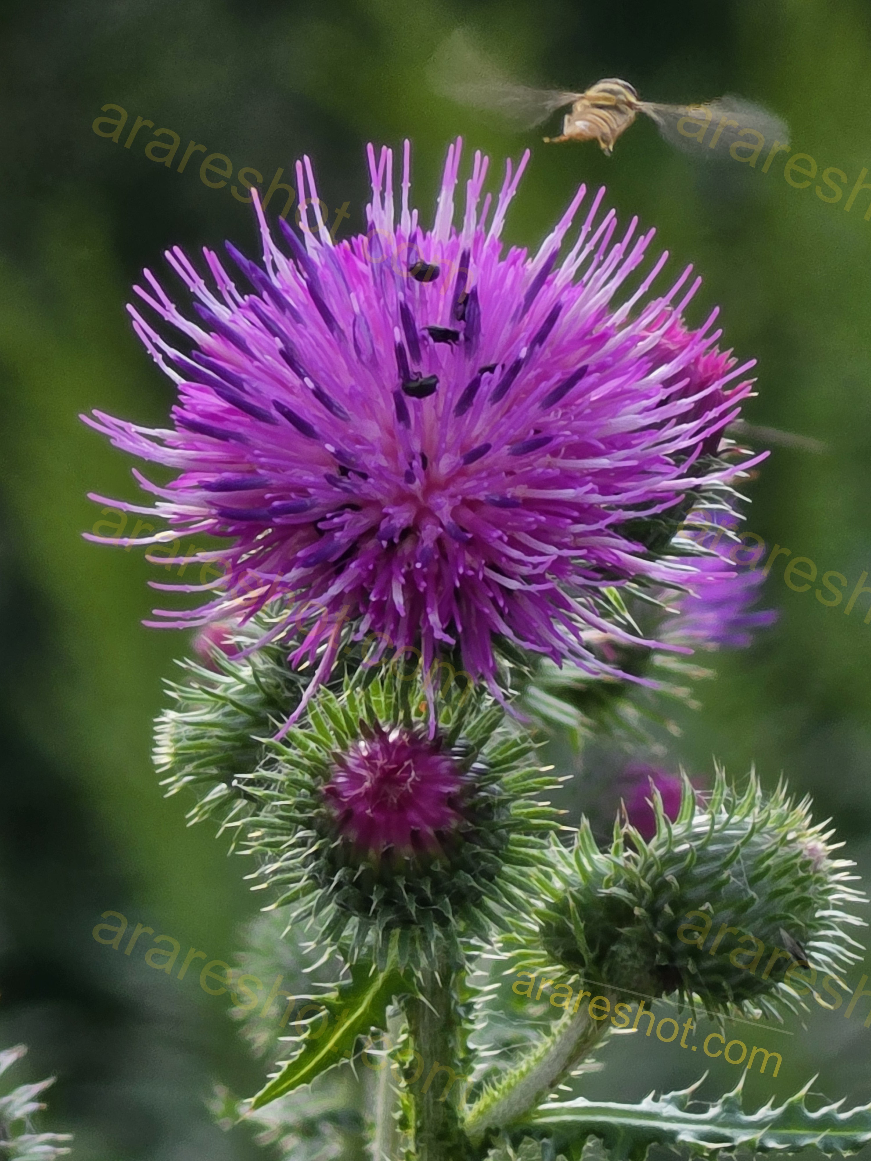 Purple Thistle Flower with Hoverfly