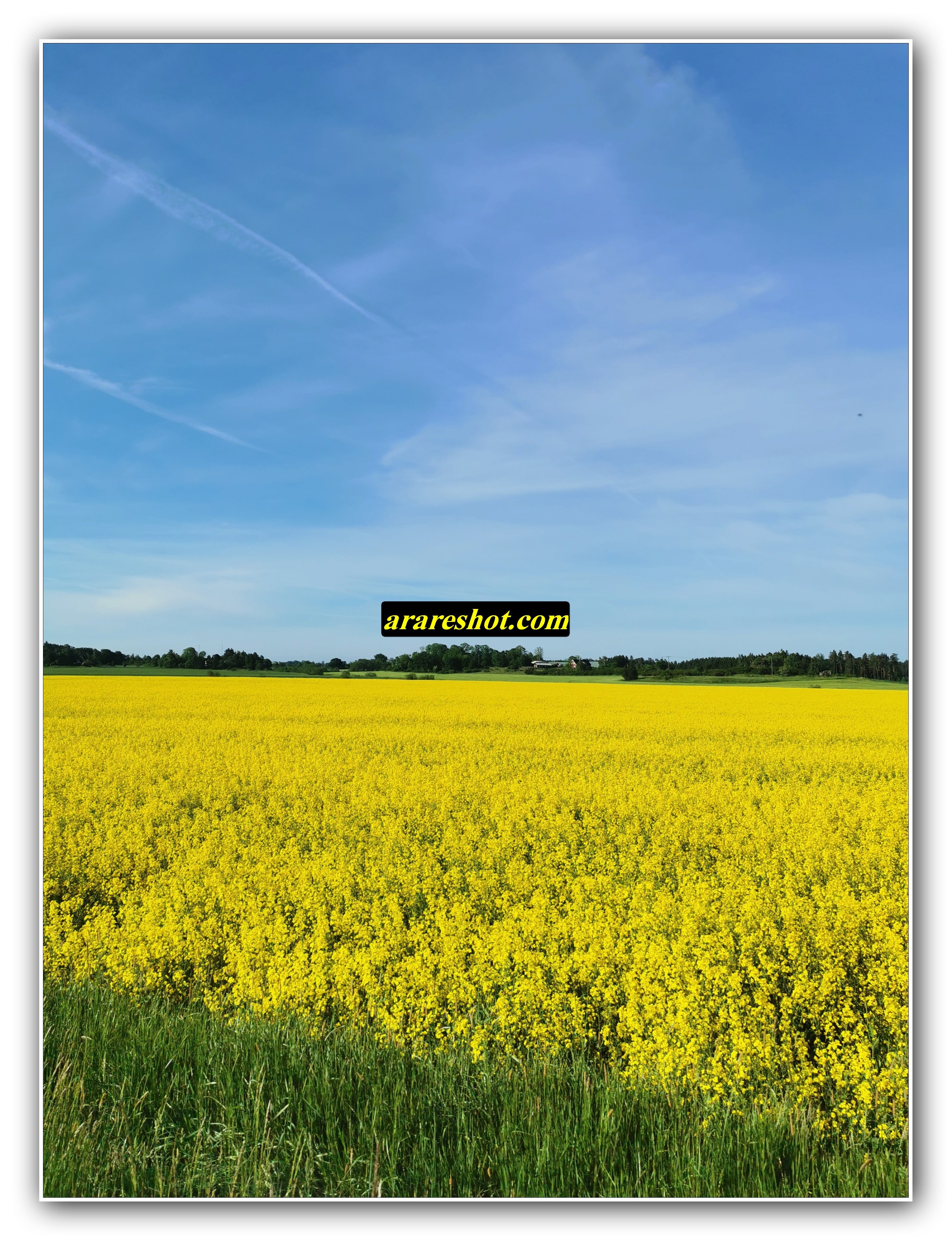 Yellow Flower Field with Clear Blue Sky
