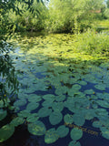 Pond with Green Lily Pads and Yellow Flowers