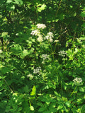 Wild White Flower Clusters Among Lush Green Foliage in Sunlight