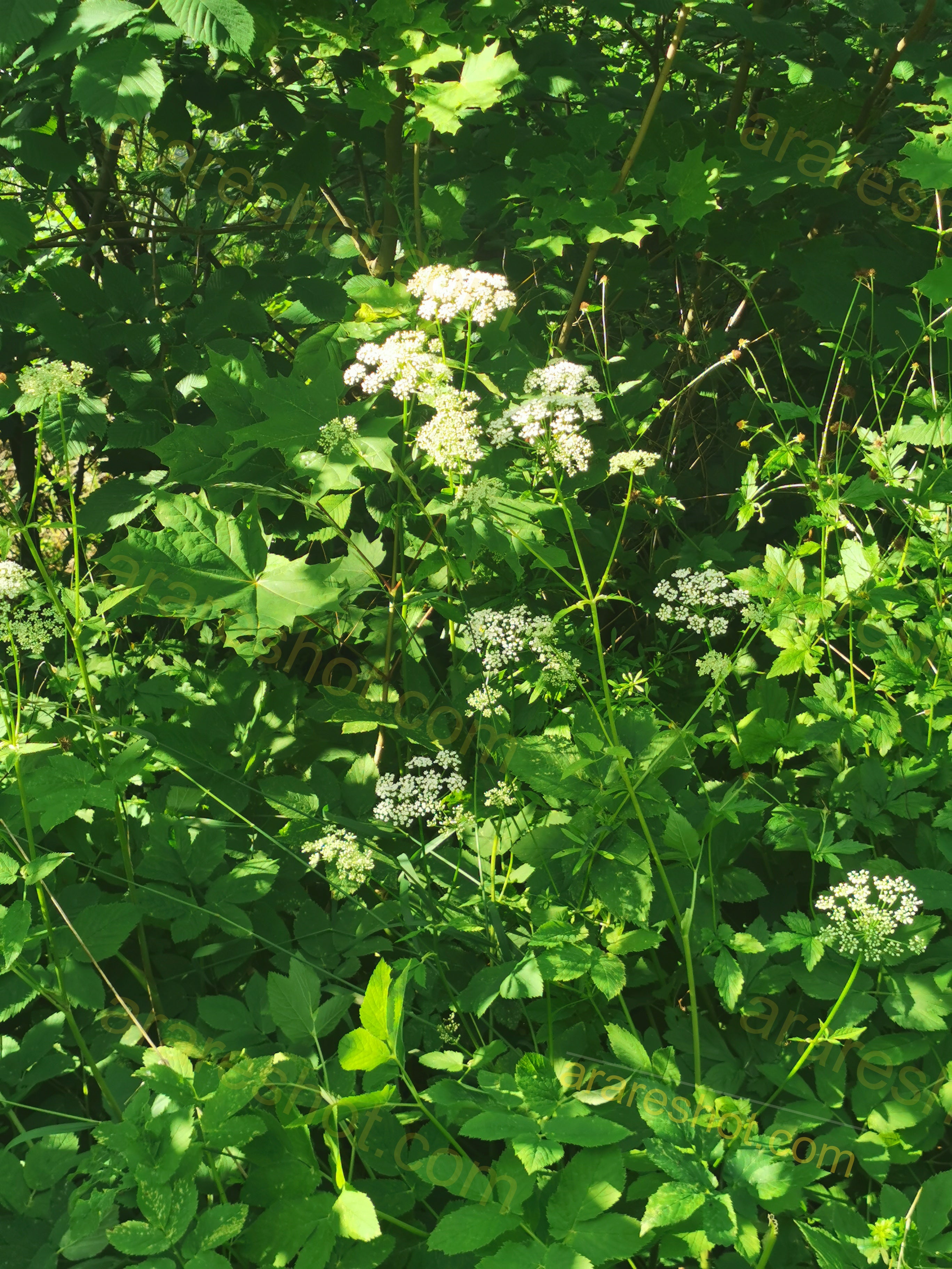 Wild White Flower Clusters Among Lush Green Foliage in Sunlight