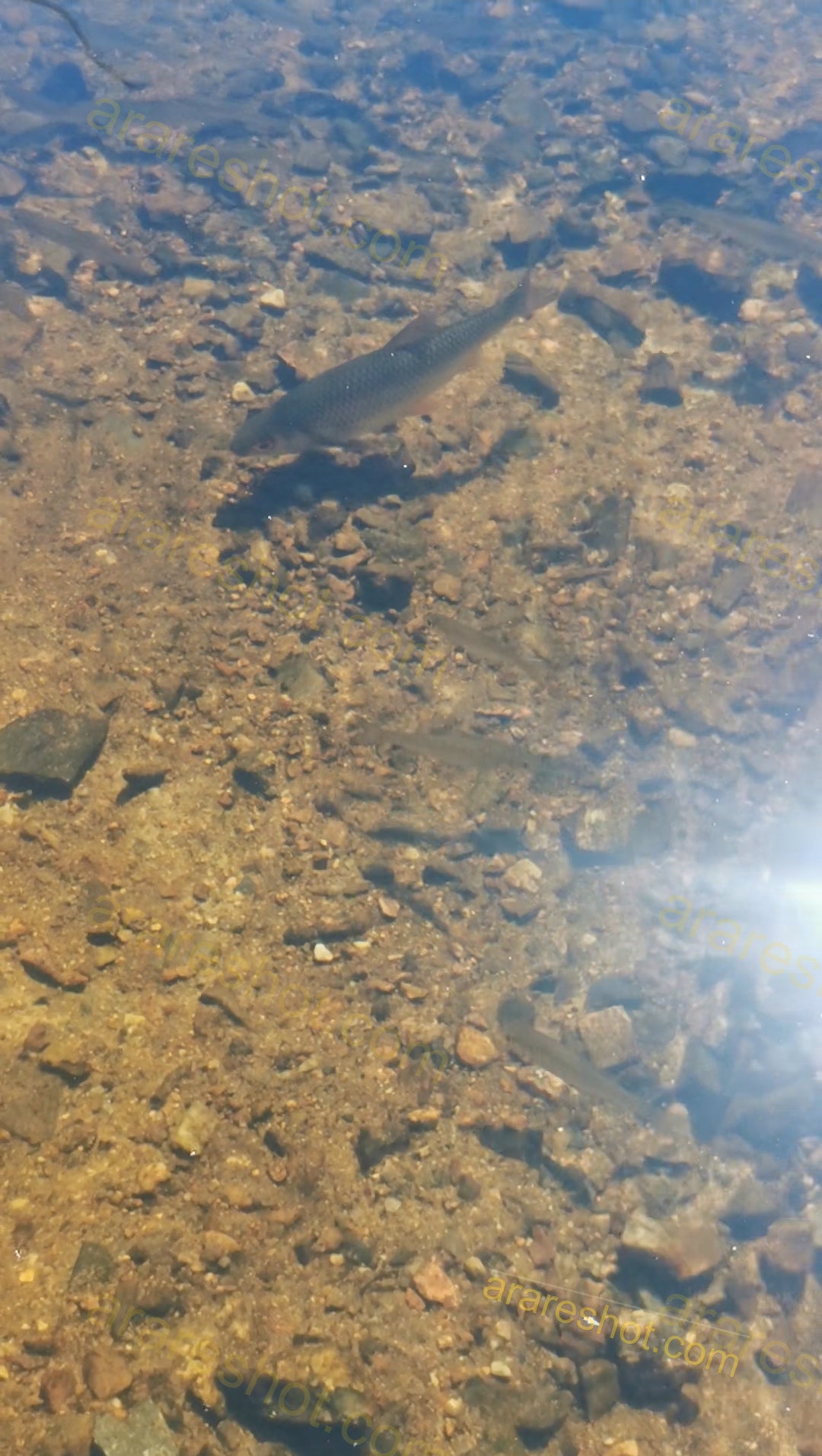 Fish Swimming Over Rocky Riverbed