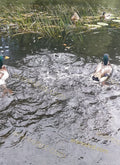 Ducks Swimming in Pond with Rising Water Ripples