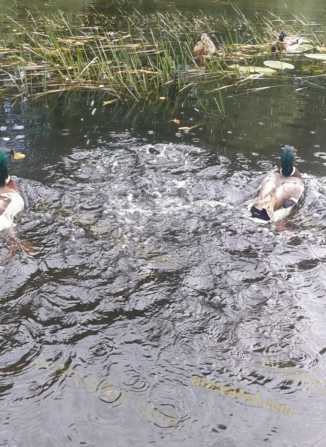 Ducks Swimming in Pond with Rising Water Ripples