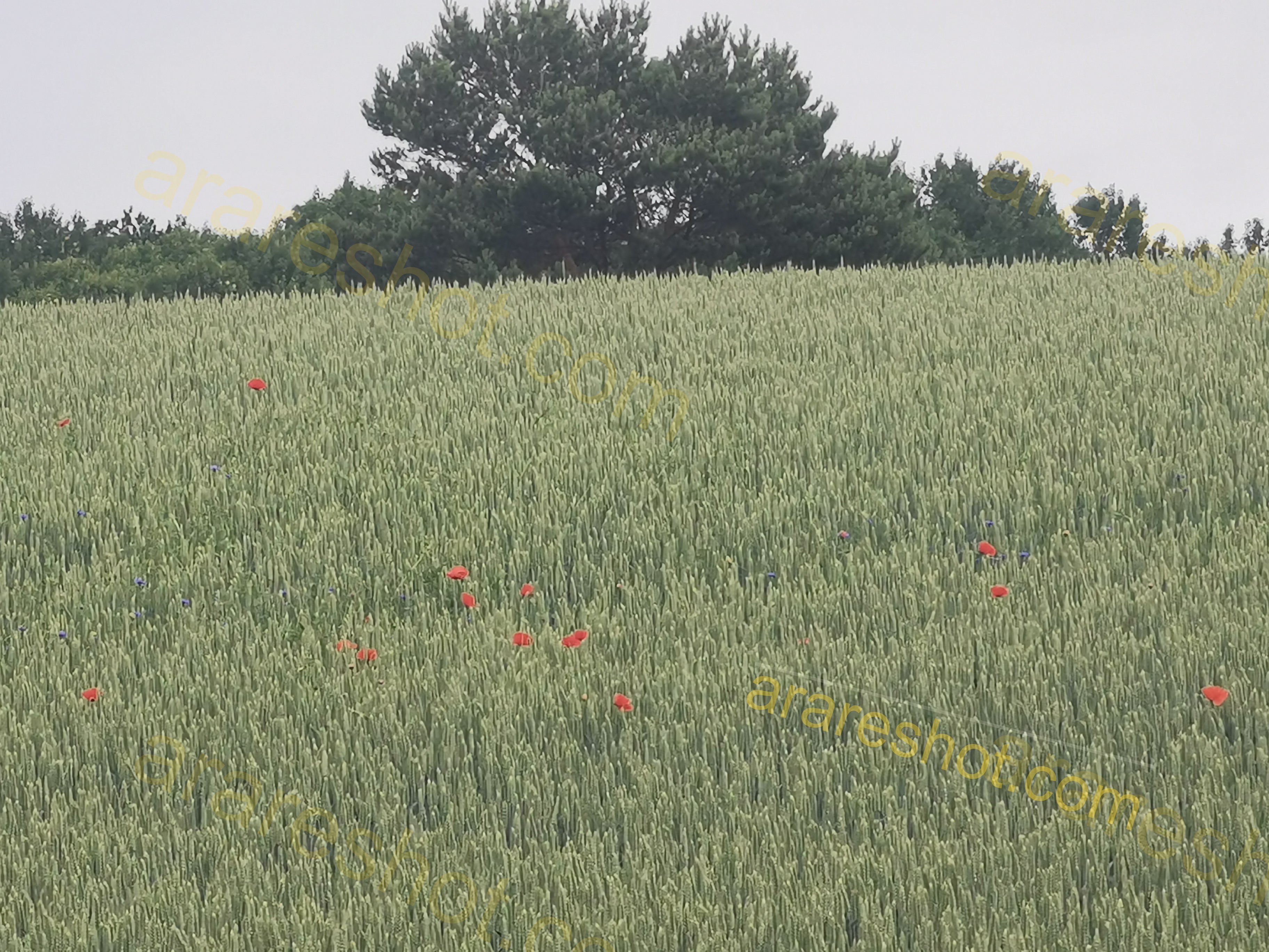 Green Wheat Field with Red and Purple Flowers