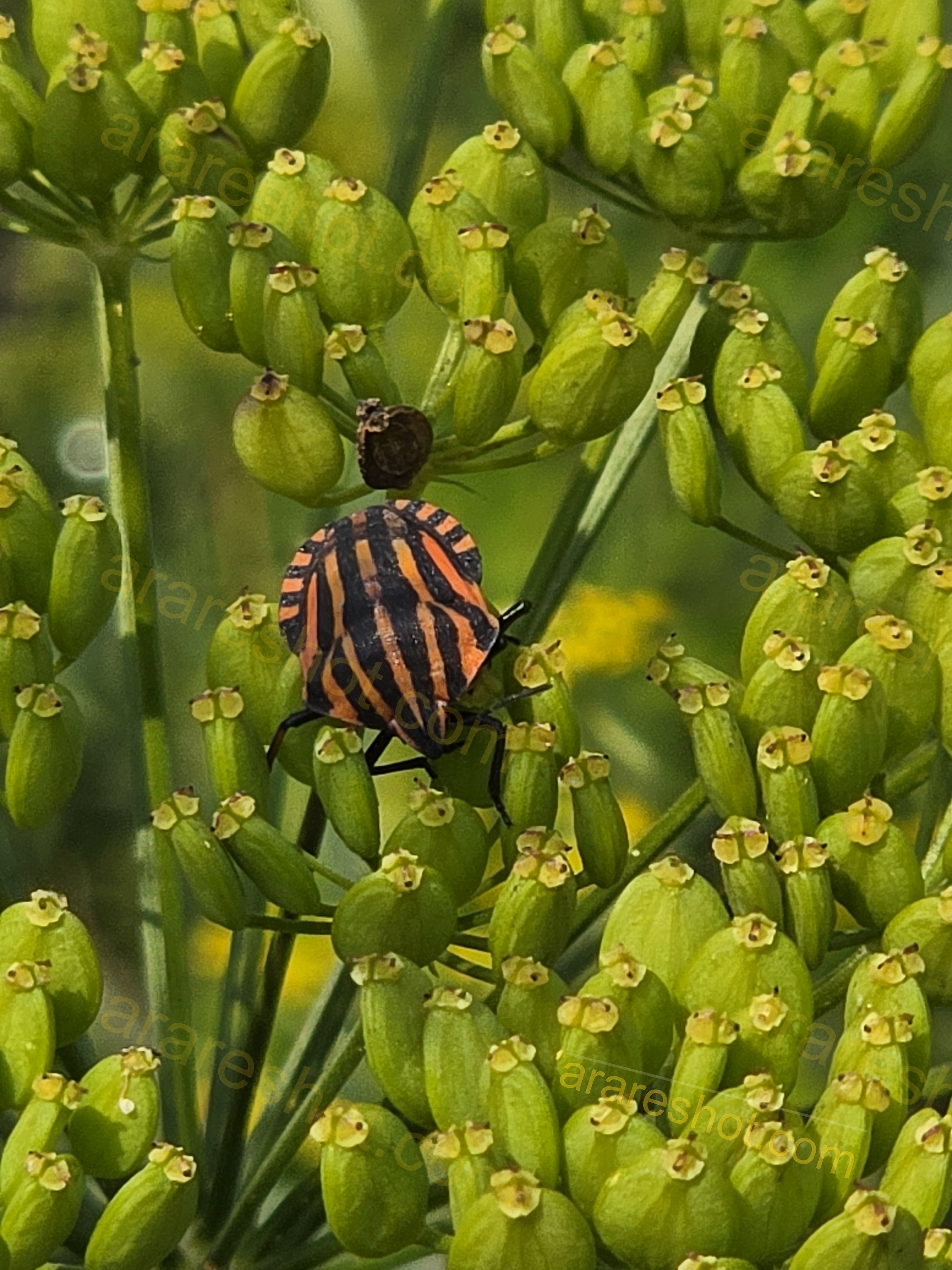 Striped Bug on Green Seed Pods