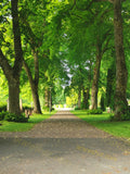 Serene Tree-Lined Pathway in Lush Green Park