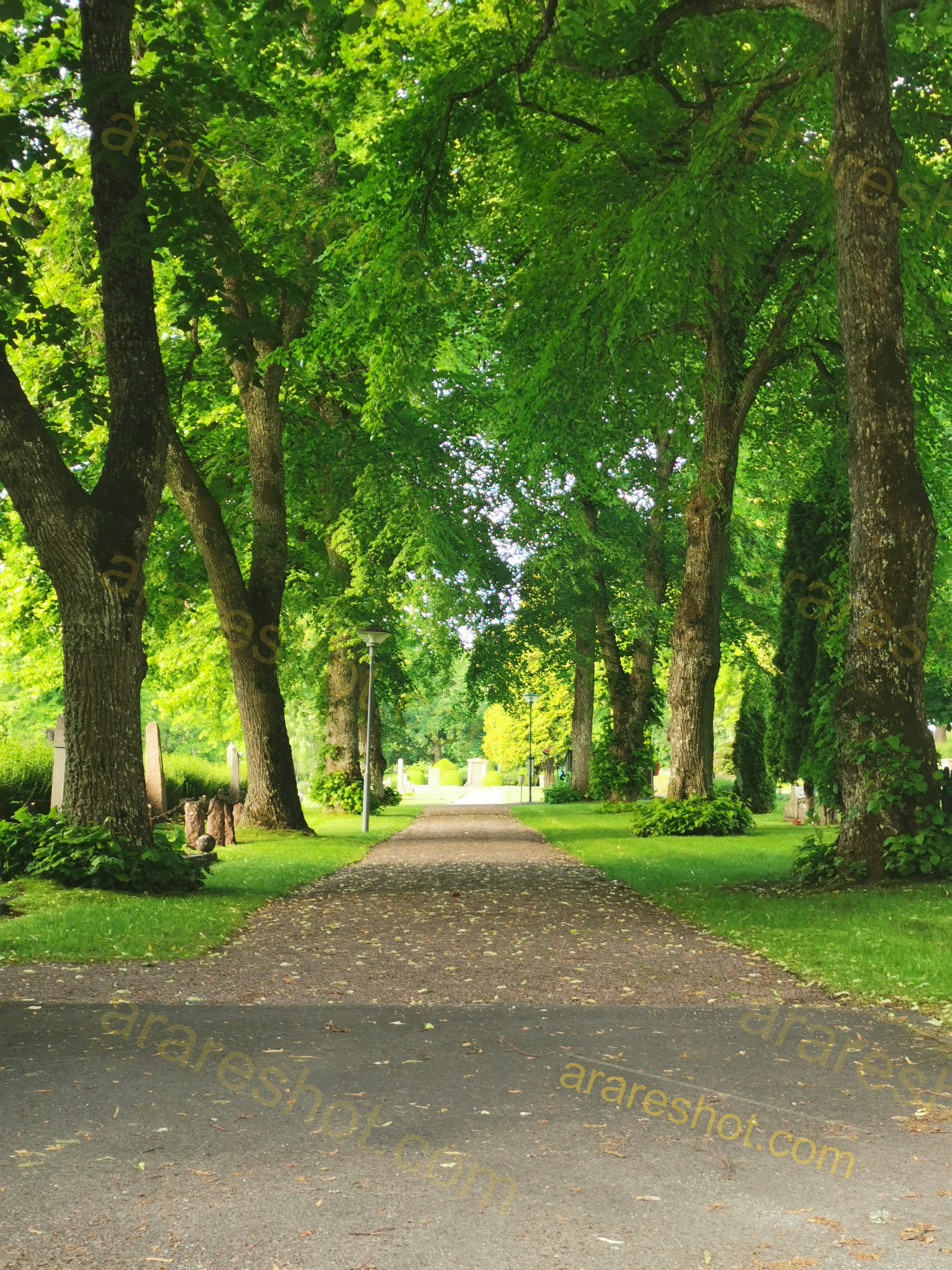 Serene Tree-Lined Pathway in Lush Green Park
