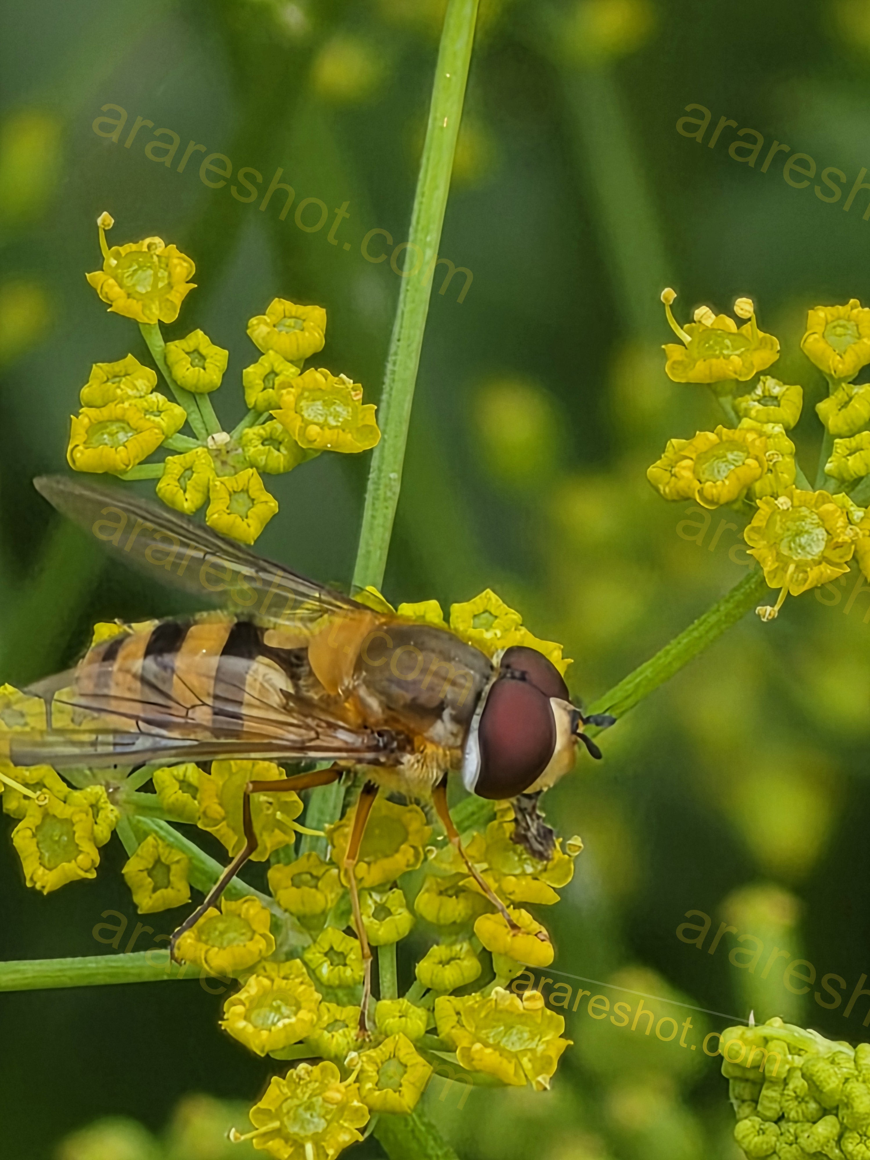 Hoverfly on Small Yellow Flowers