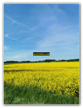 Yellow Flower Field with Blue Sky