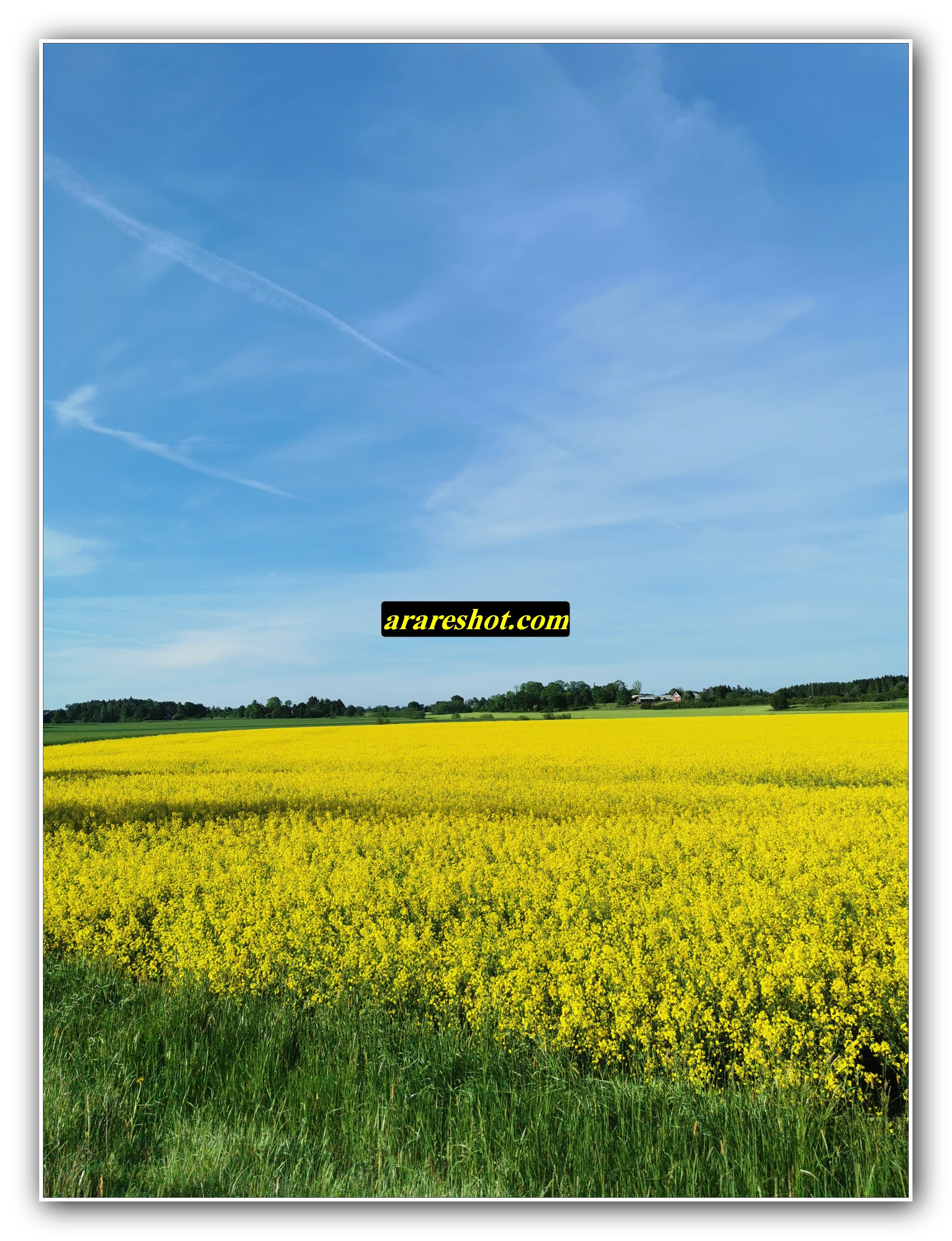 Yellow Flower Field with Blue Sky